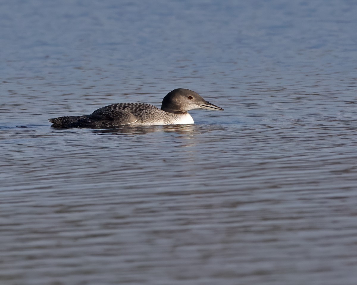 Common Loon - ML623796261