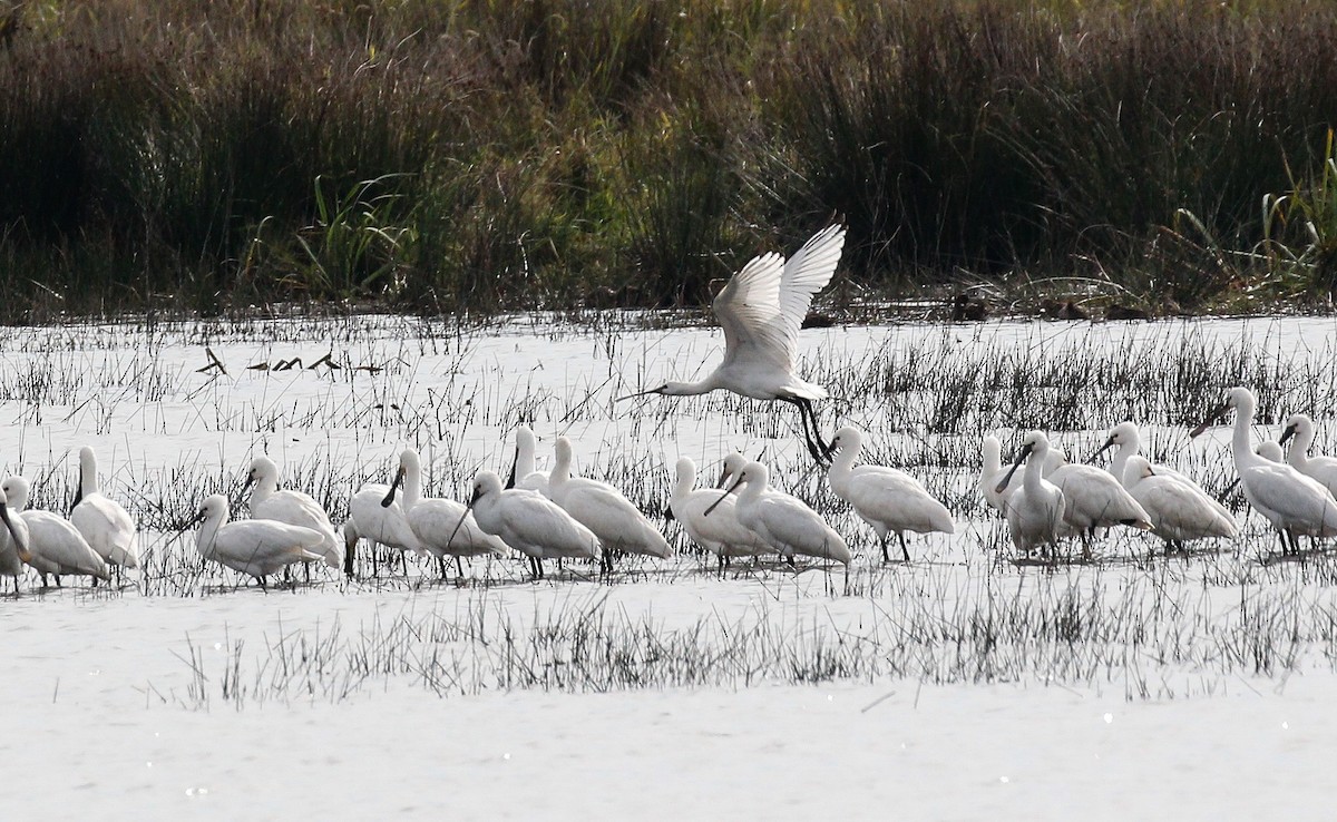 Eurasian Spoonbill - ML623796282