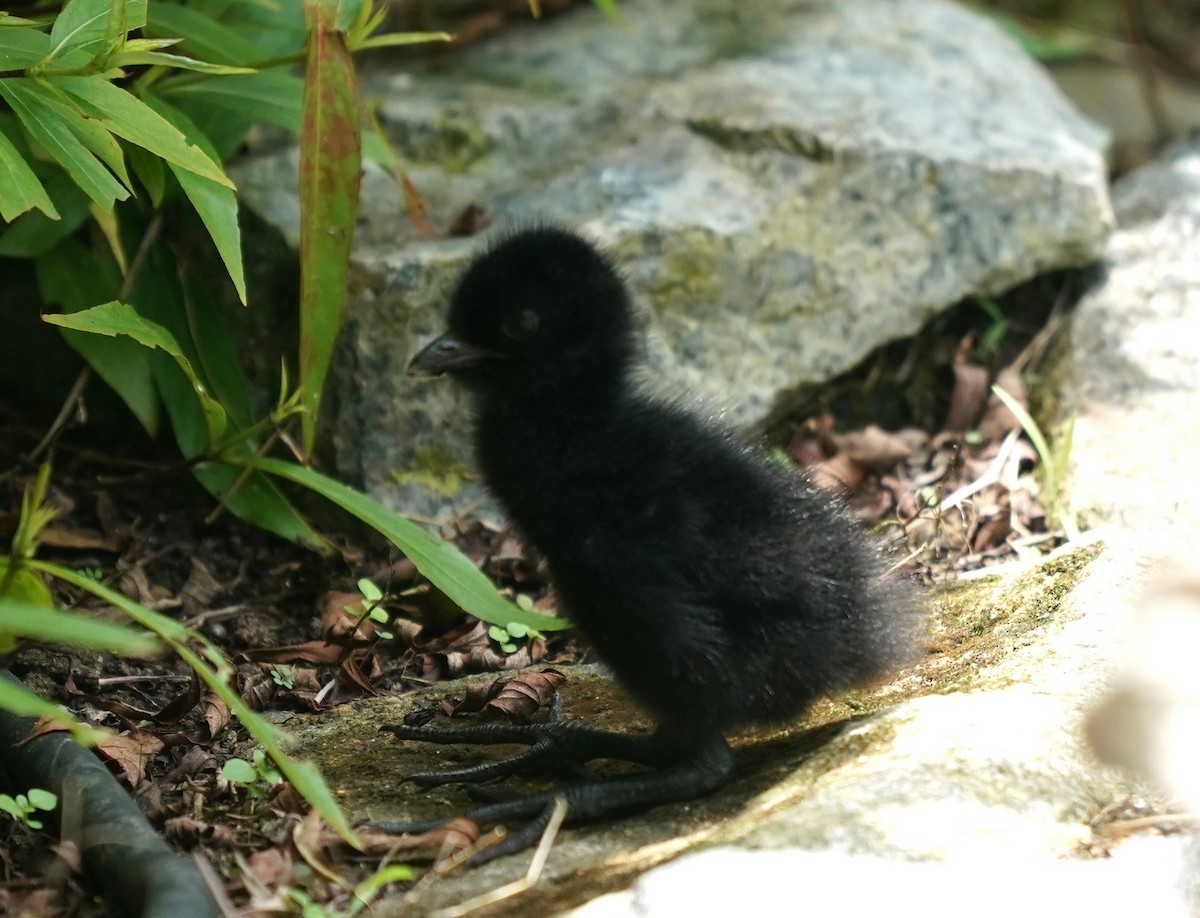 White-breasted Waterhen - ML623796294