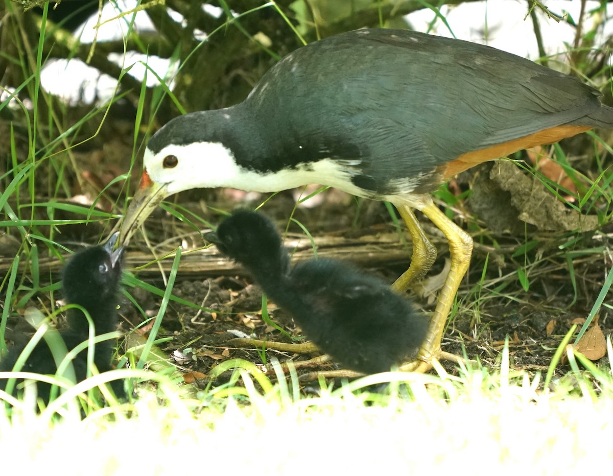 White-breasted Waterhen - ML623796295