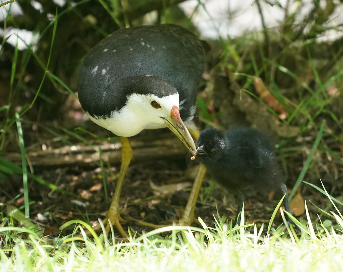 White-breasted Waterhen - ML623796296