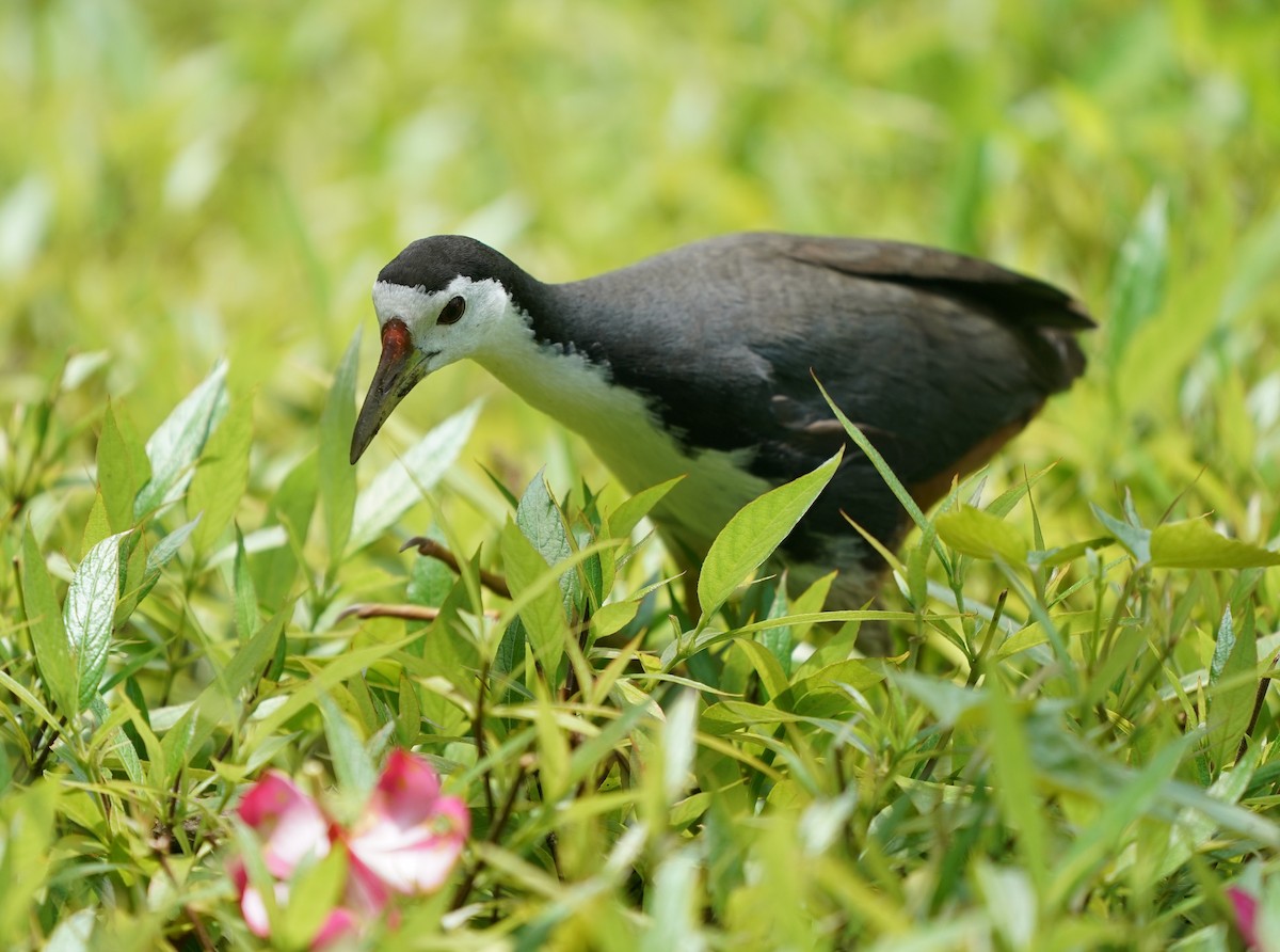 White-breasted Waterhen - ML623796297