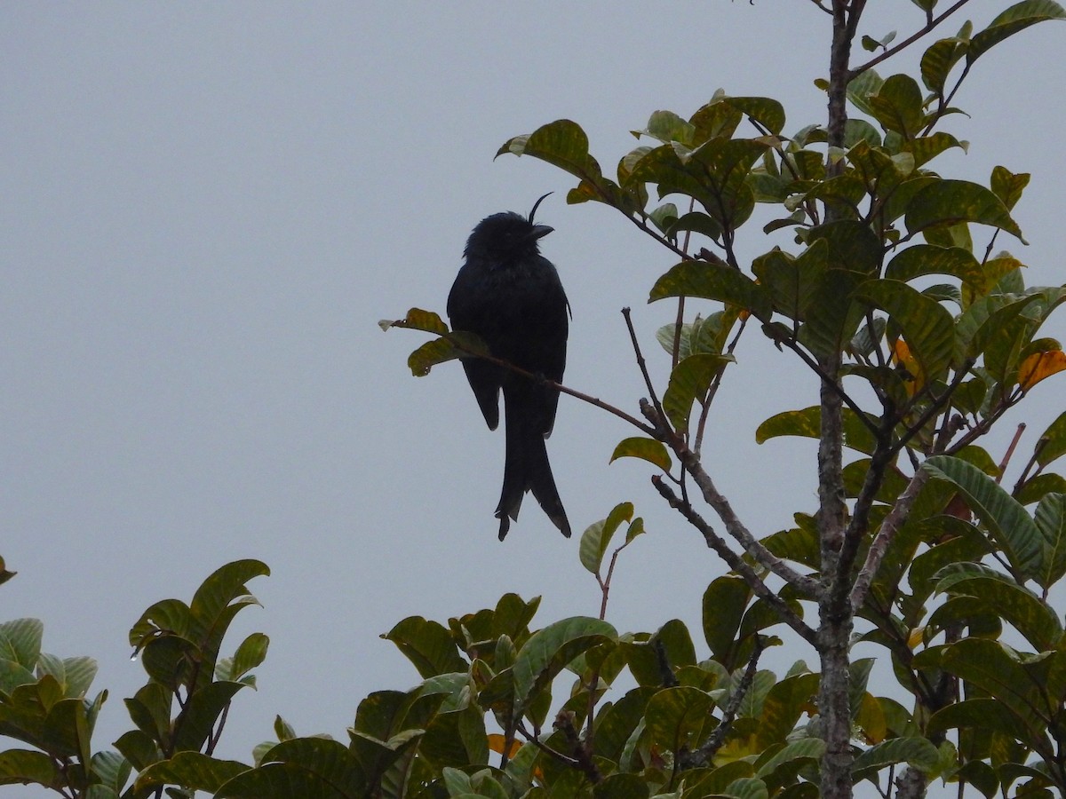 Drongo Malgache (forficatus) - ML623796316