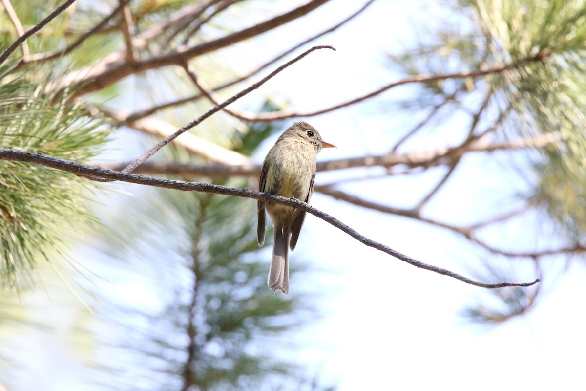 Western Flycatcher (Cordilleran) - ML623796323