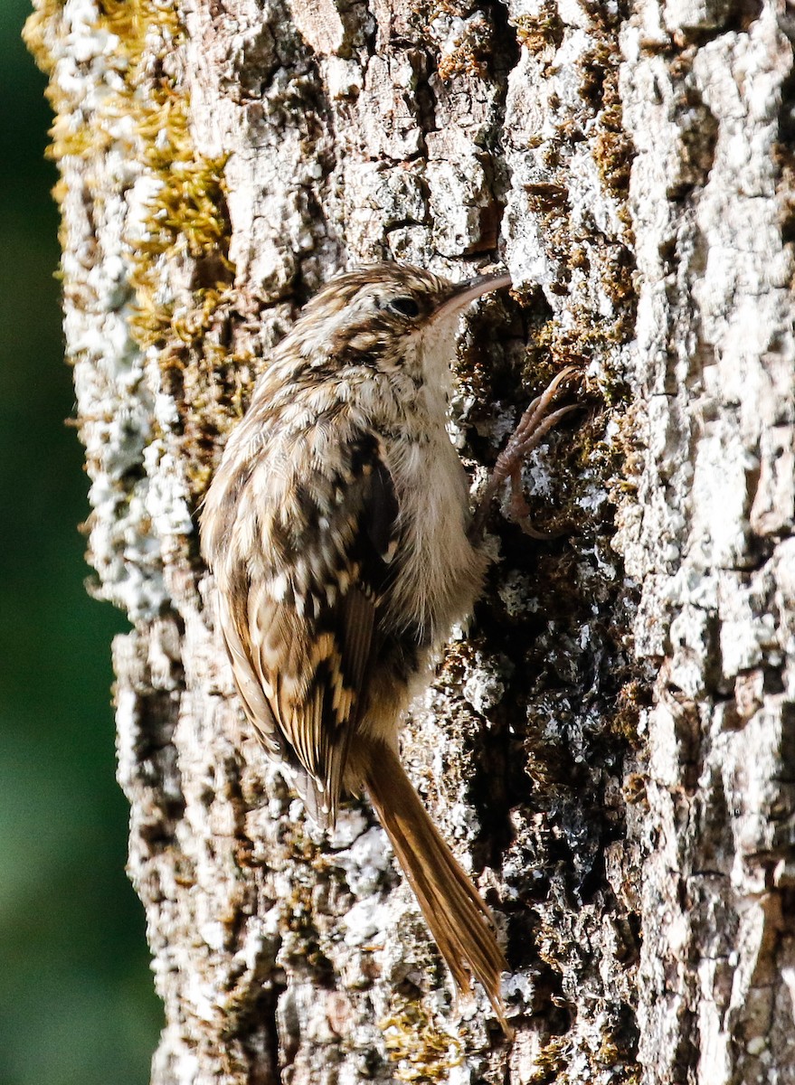 Short-toed Treecreeper - Michael Hoare