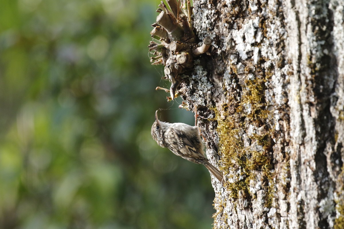 Short-toed Treecreeper - ML623796344