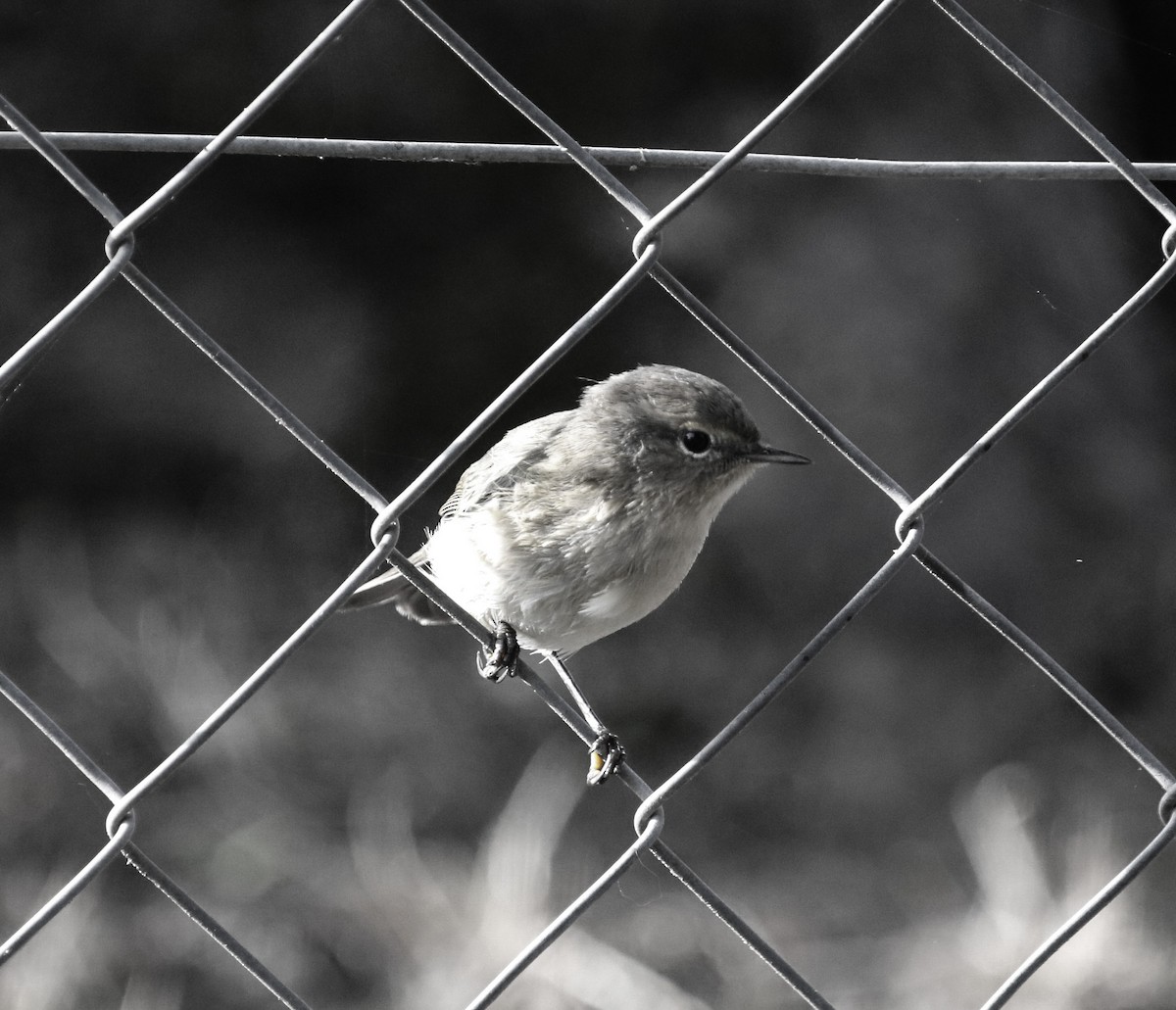 Common Chiffchaff - ML623796347