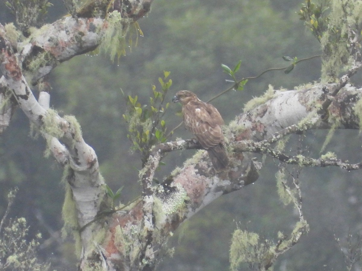 Madagascar Cuckoo-Hawk - ML623796363
