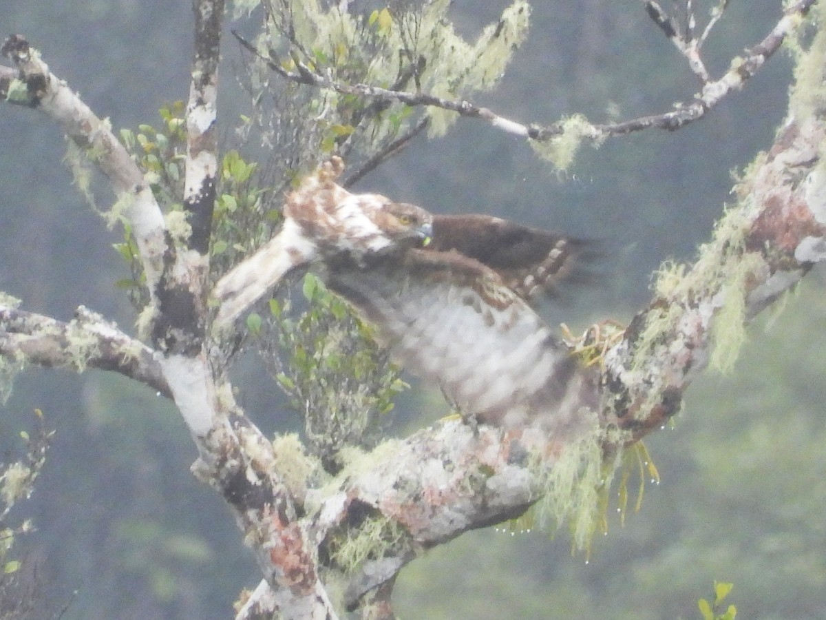 Madagascar Cuckoo-Hawk - ML623796364