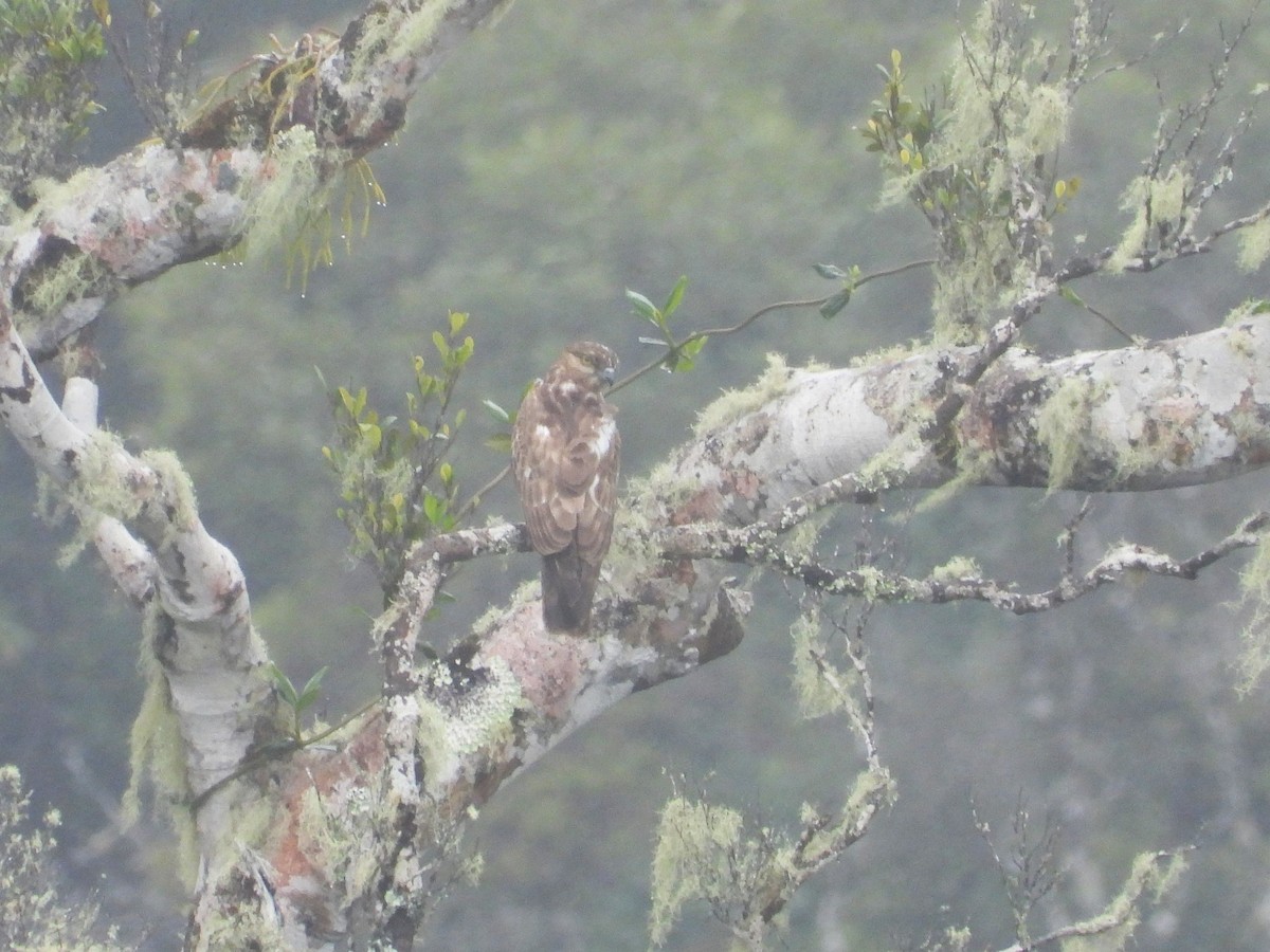 Madagascar Cuckoo-Hawk - ML623796365