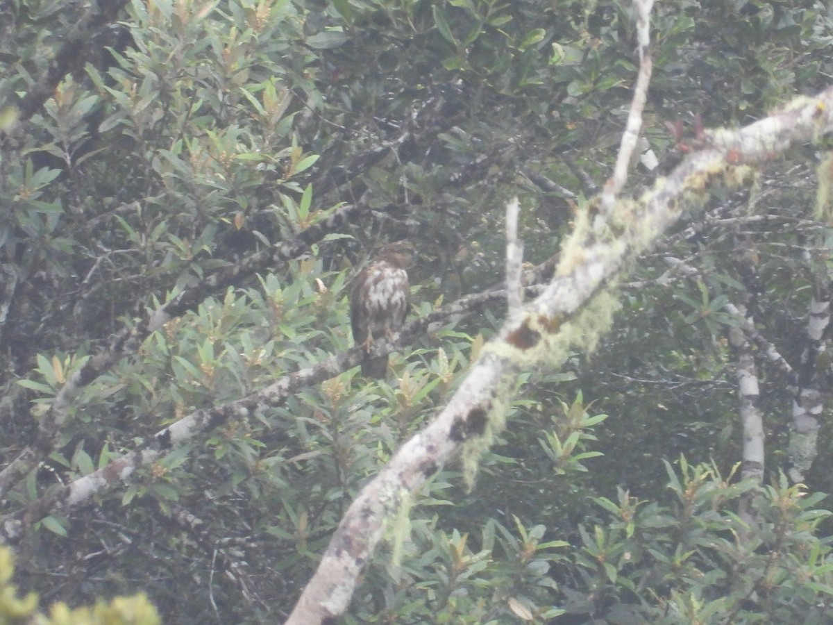 Madagascar Cuckoo-Hawk - ML623796366
