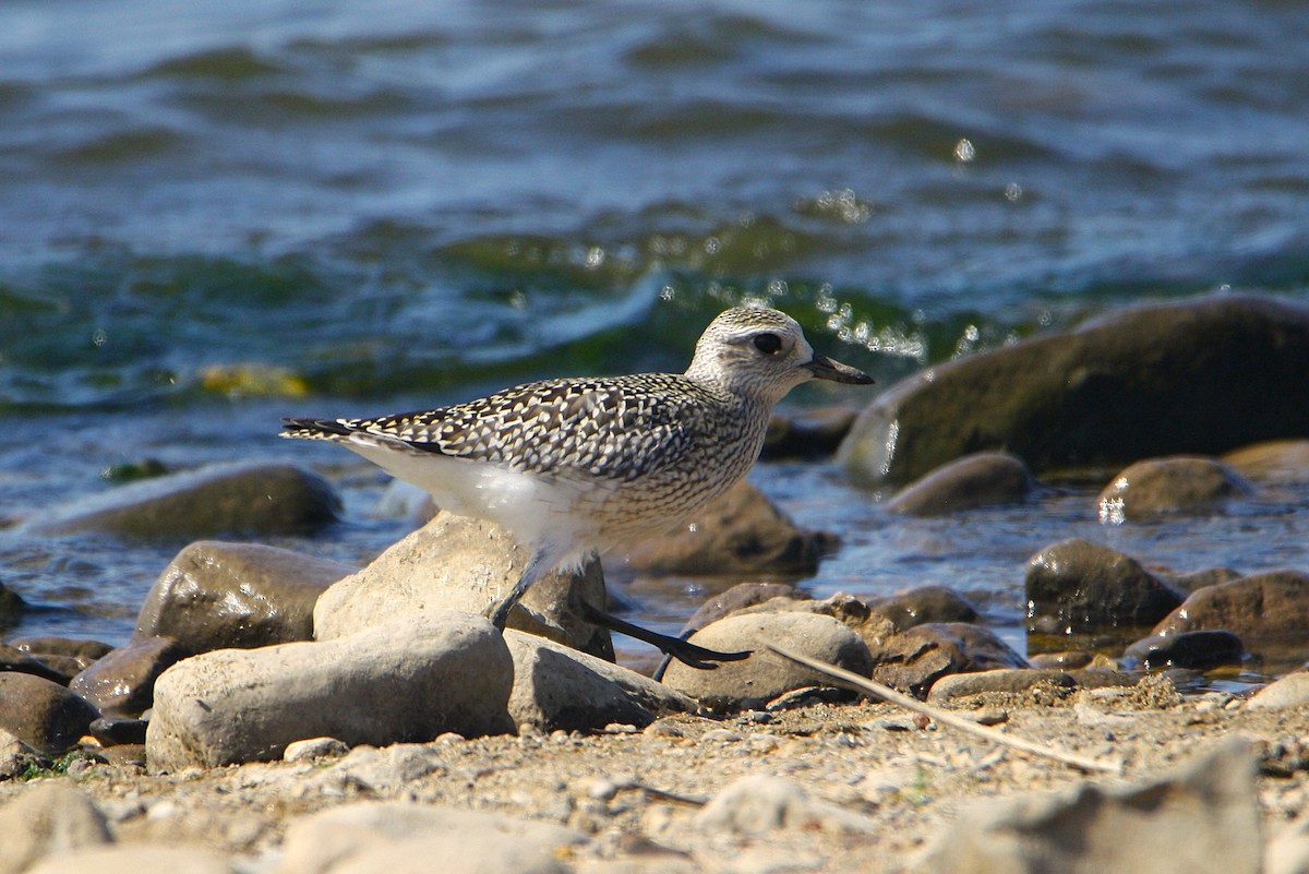 Black-bellied Plover - ML623796381