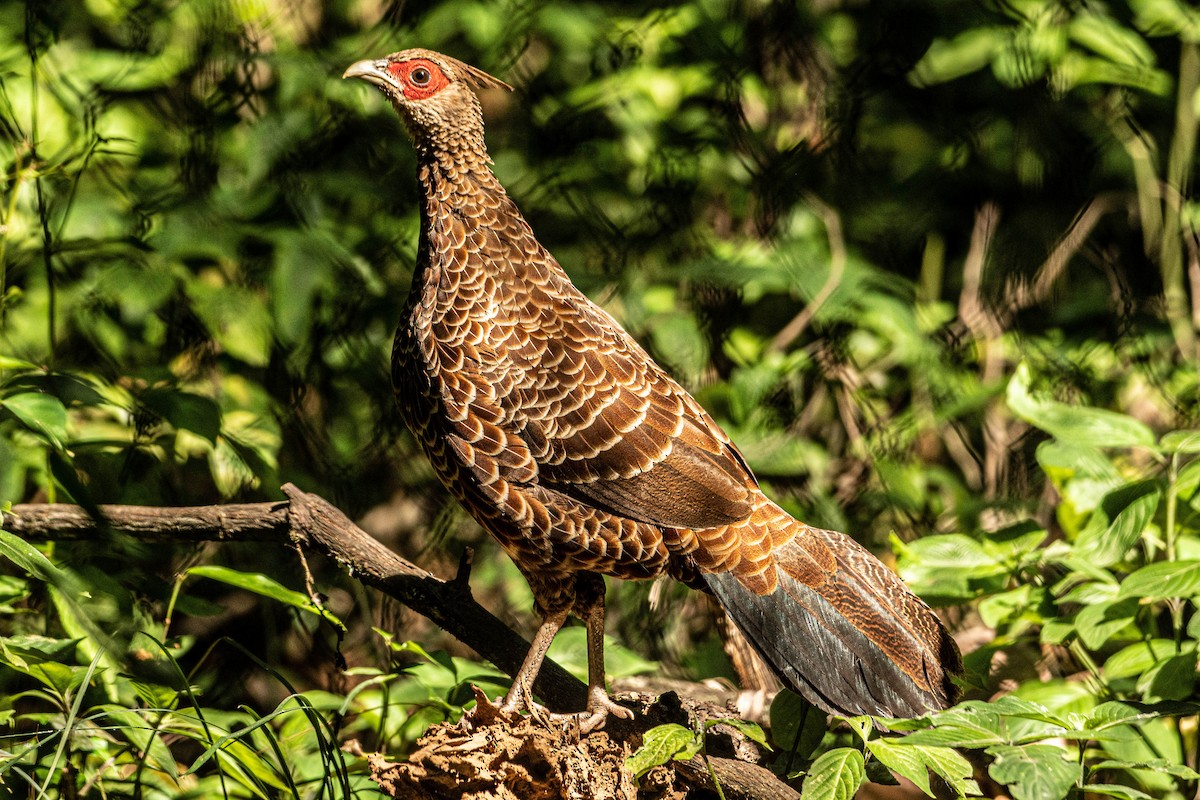 Kalij Pheasant - ML623796393