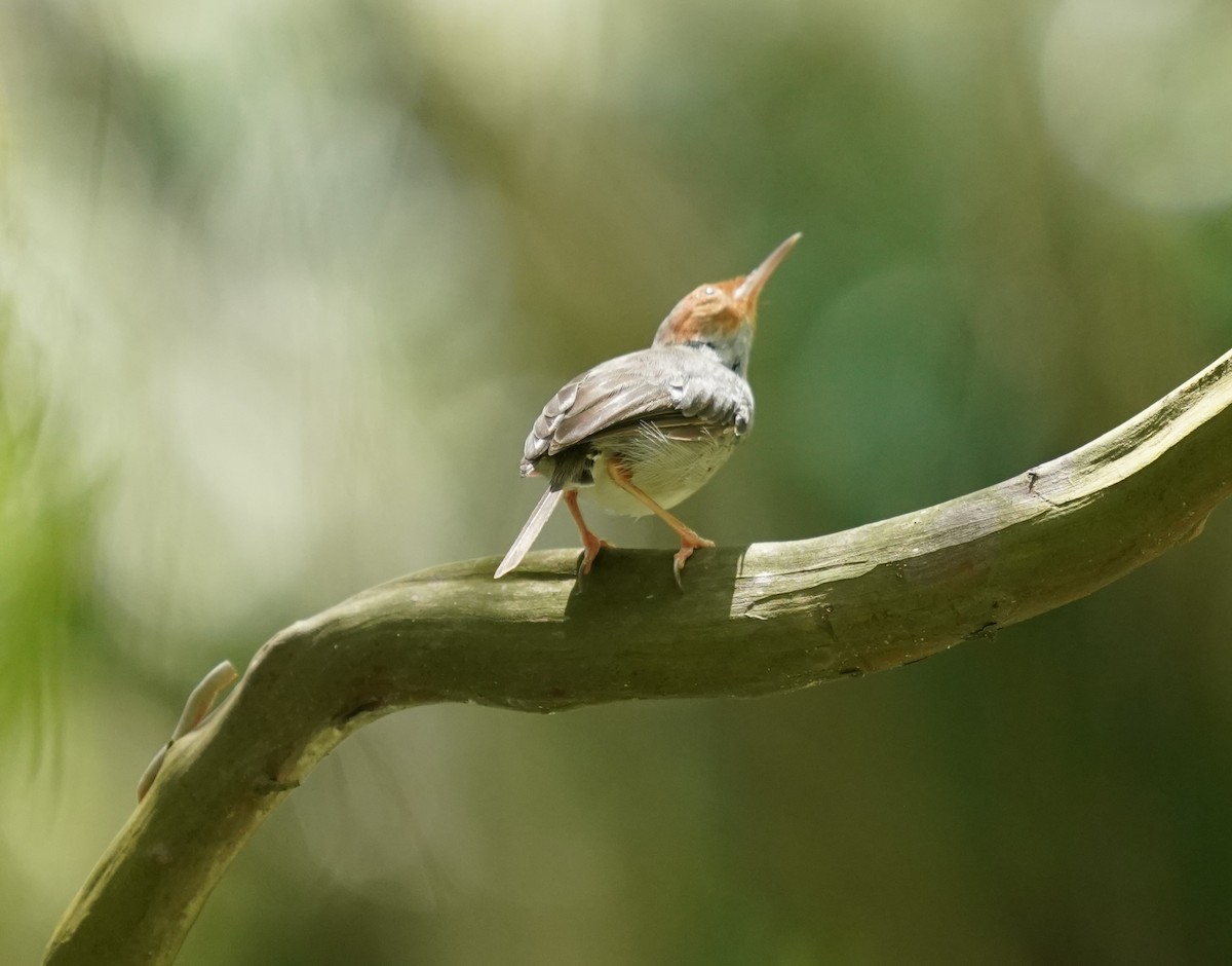 Ashy Tailorbird - ML623796406