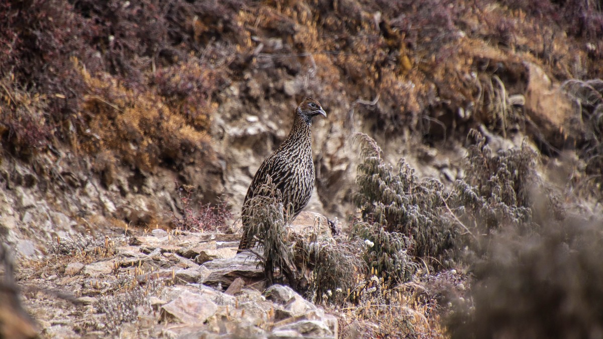 Himalayan Monal - ML623796417