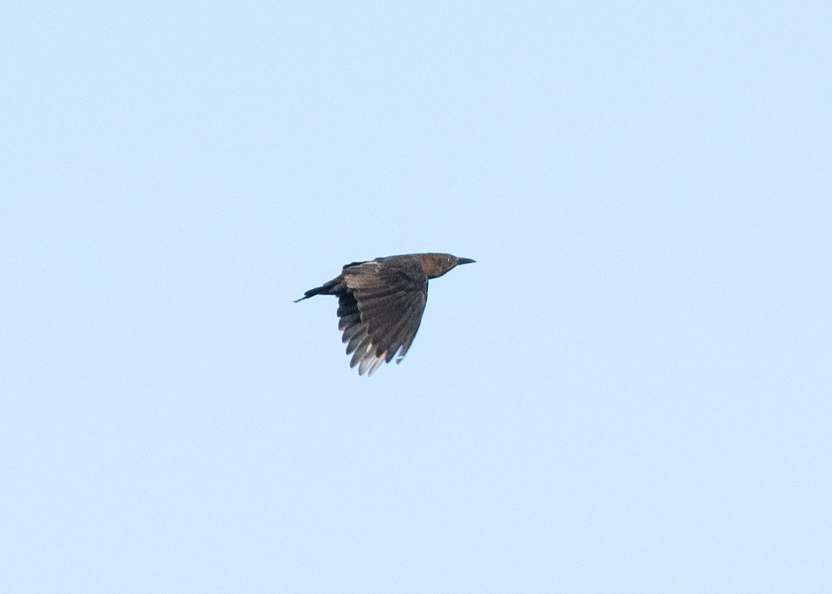 Great-tailed Grackle - ML623796426