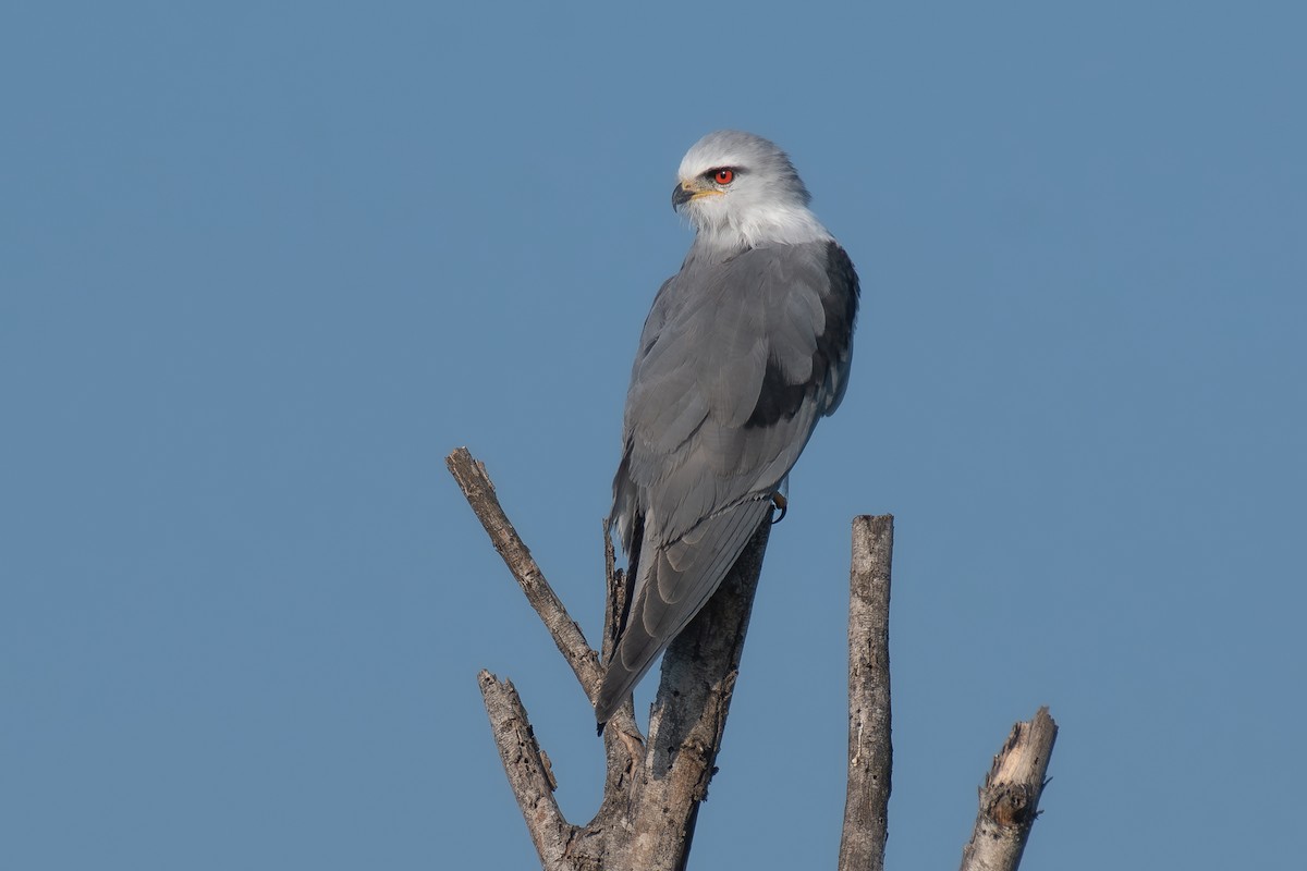 Black-winged Kite - ML623796488