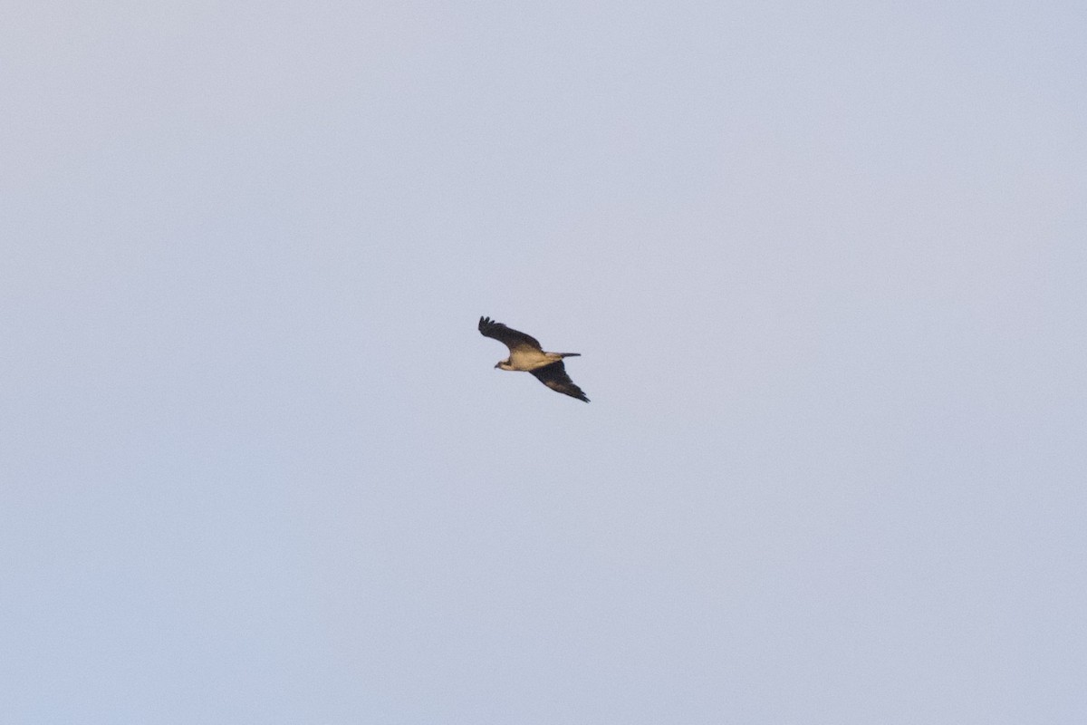 Osprey - Thomas Doebel