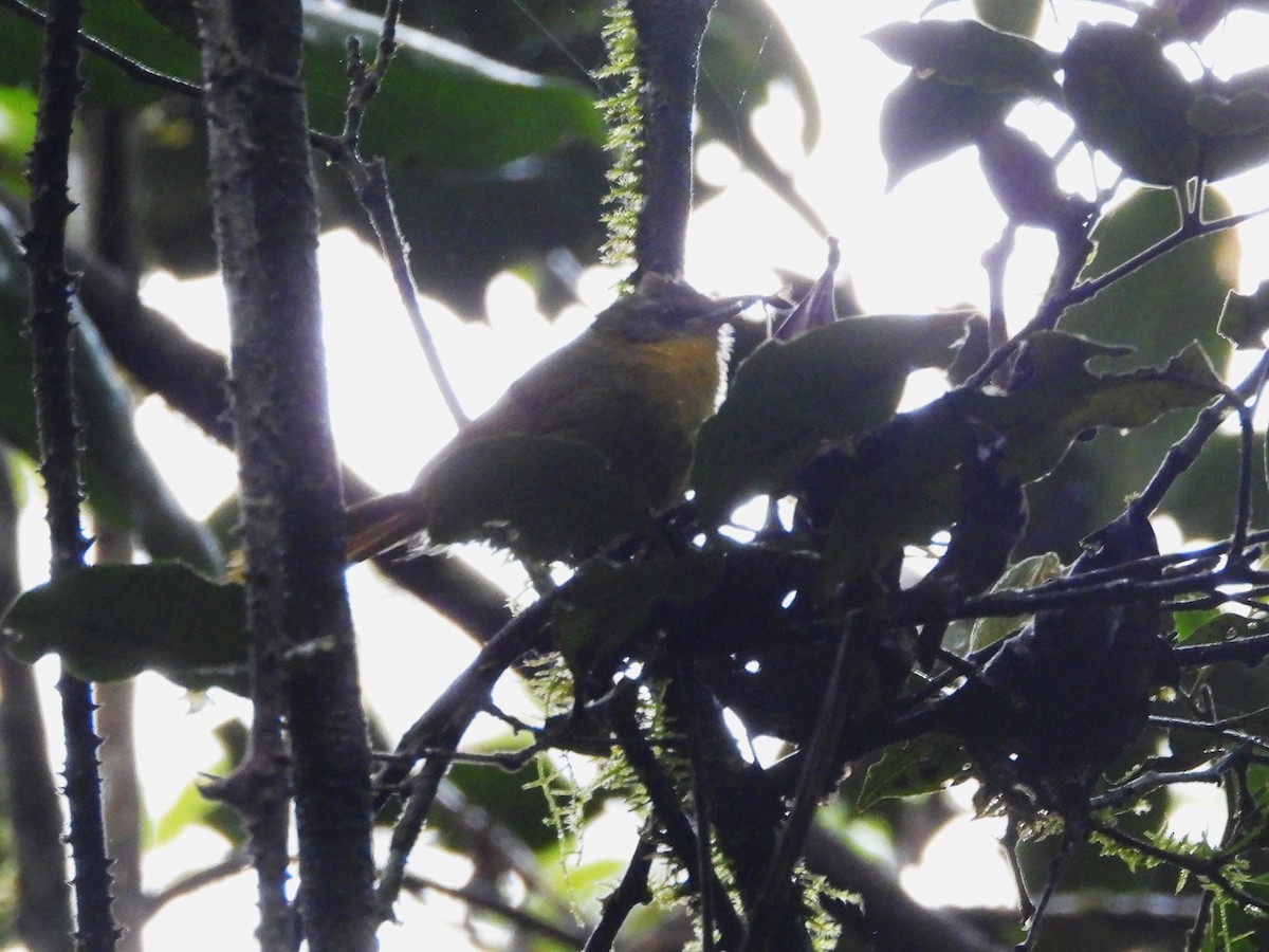 Wedge-tailed Jery - ML623796496