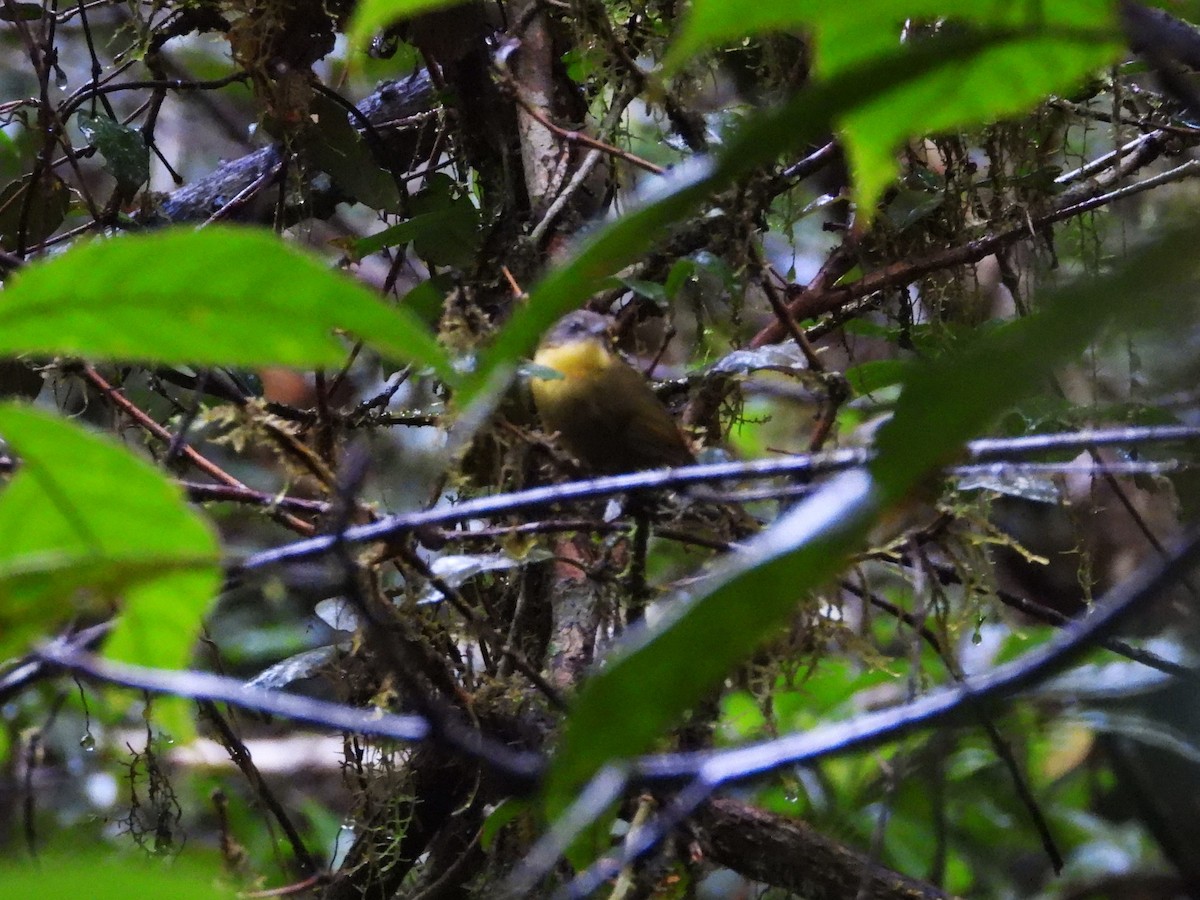 Wedge-tailed Jery - ML623796497