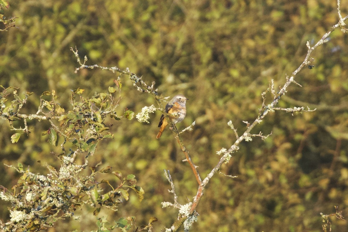 Common Redstart - Thomas Doebel