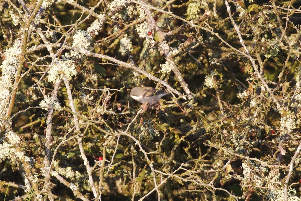 Lesser Whitethroat - ML623796510