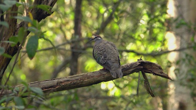 Common Bronzewing - ML623796512