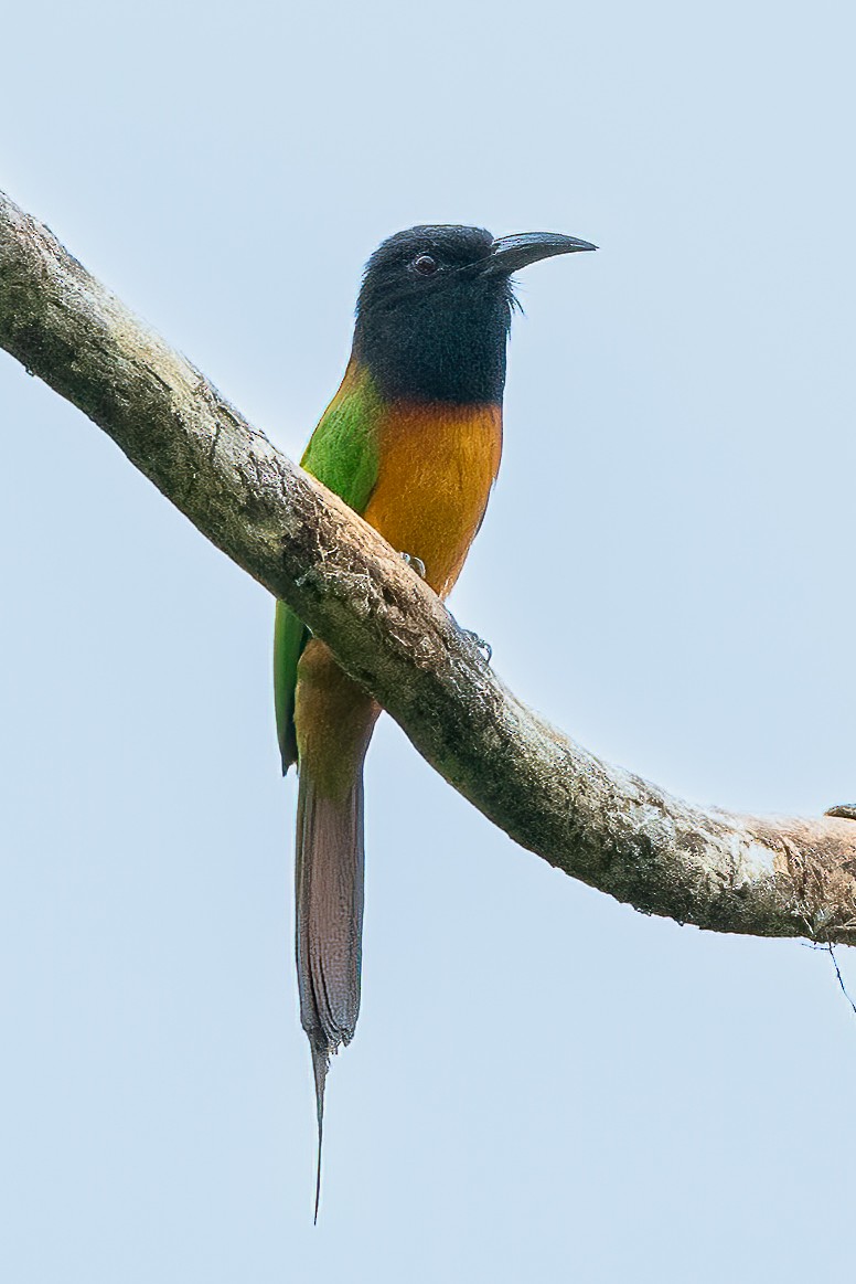 Black-headed Bee-eater - Francesco Veronesi