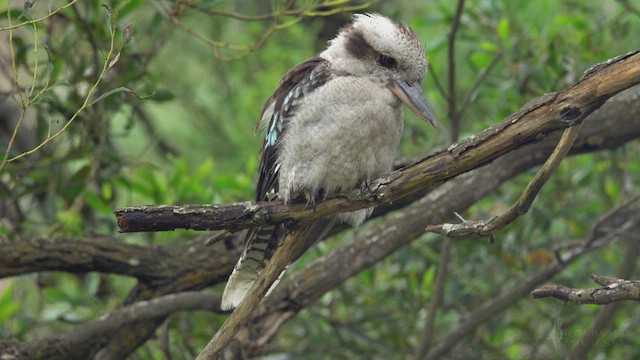 Laughing Kookaburra - ML623796519