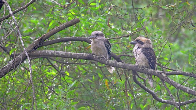 Laughing Kookaburra - ML623796520