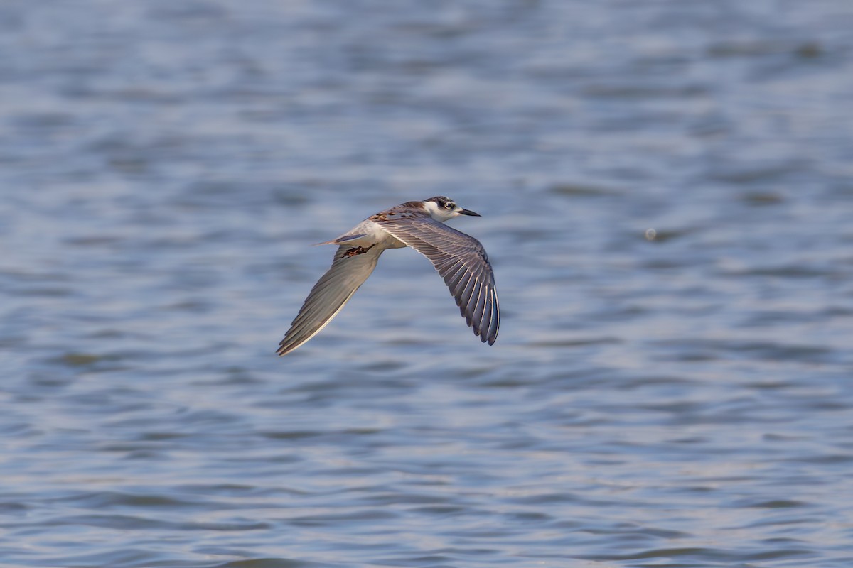 Whiskered Tern - ML623796538