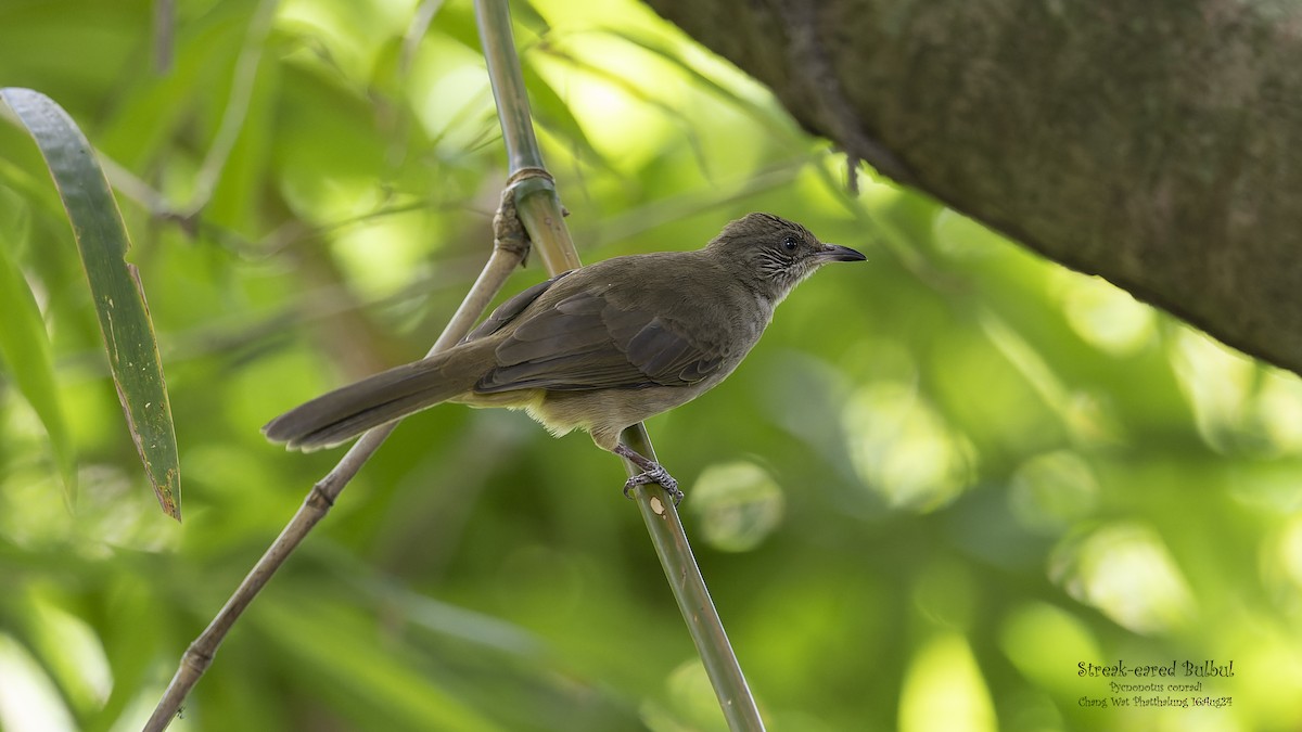 Streak-eared Bulbul - ML623796543