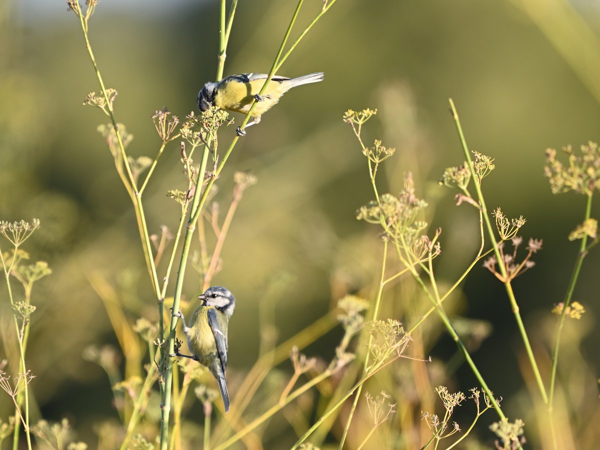 Eurasian Blue Tit - ML623796562