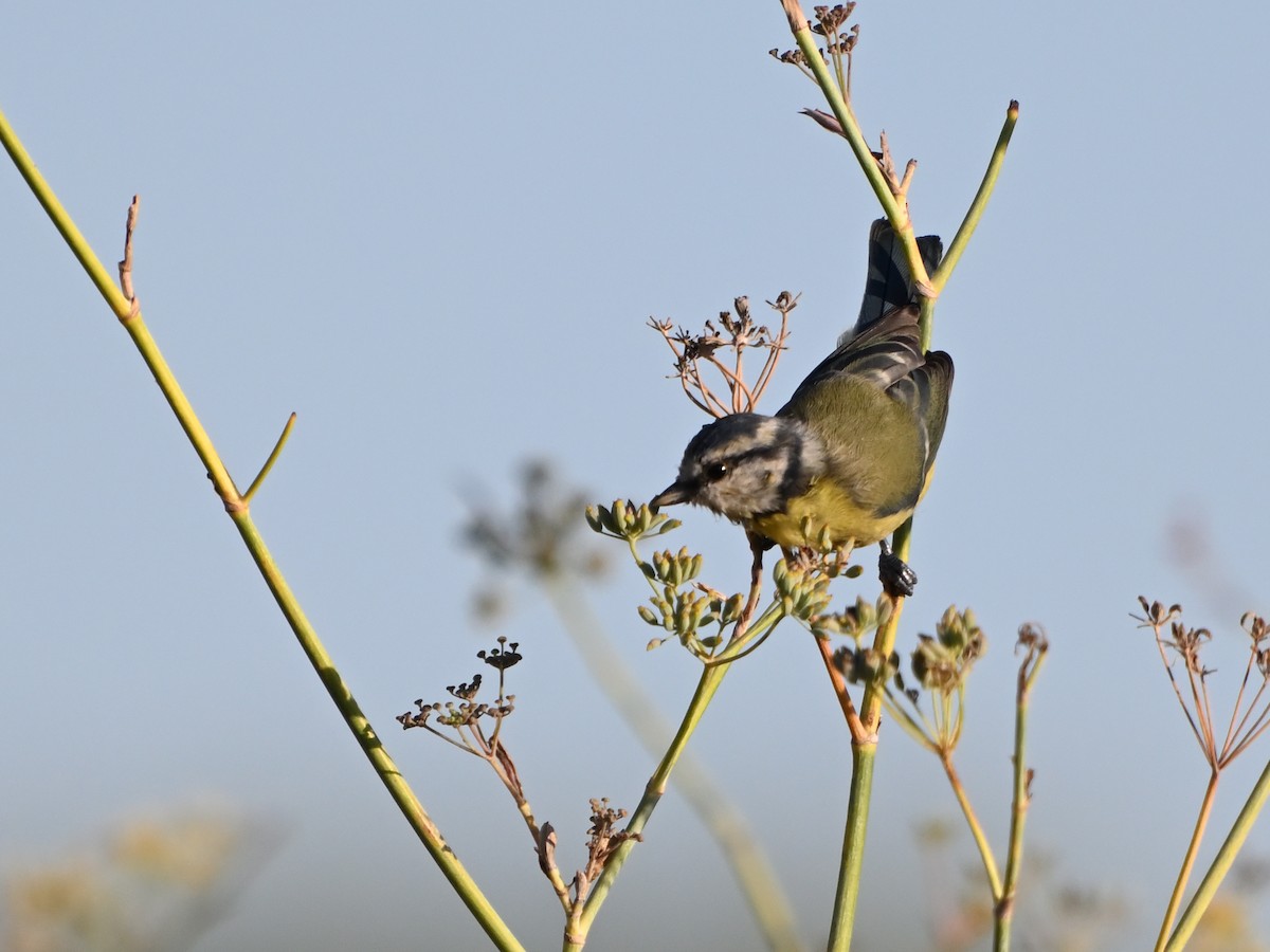 Eurasian Blue Tit - ML623796563