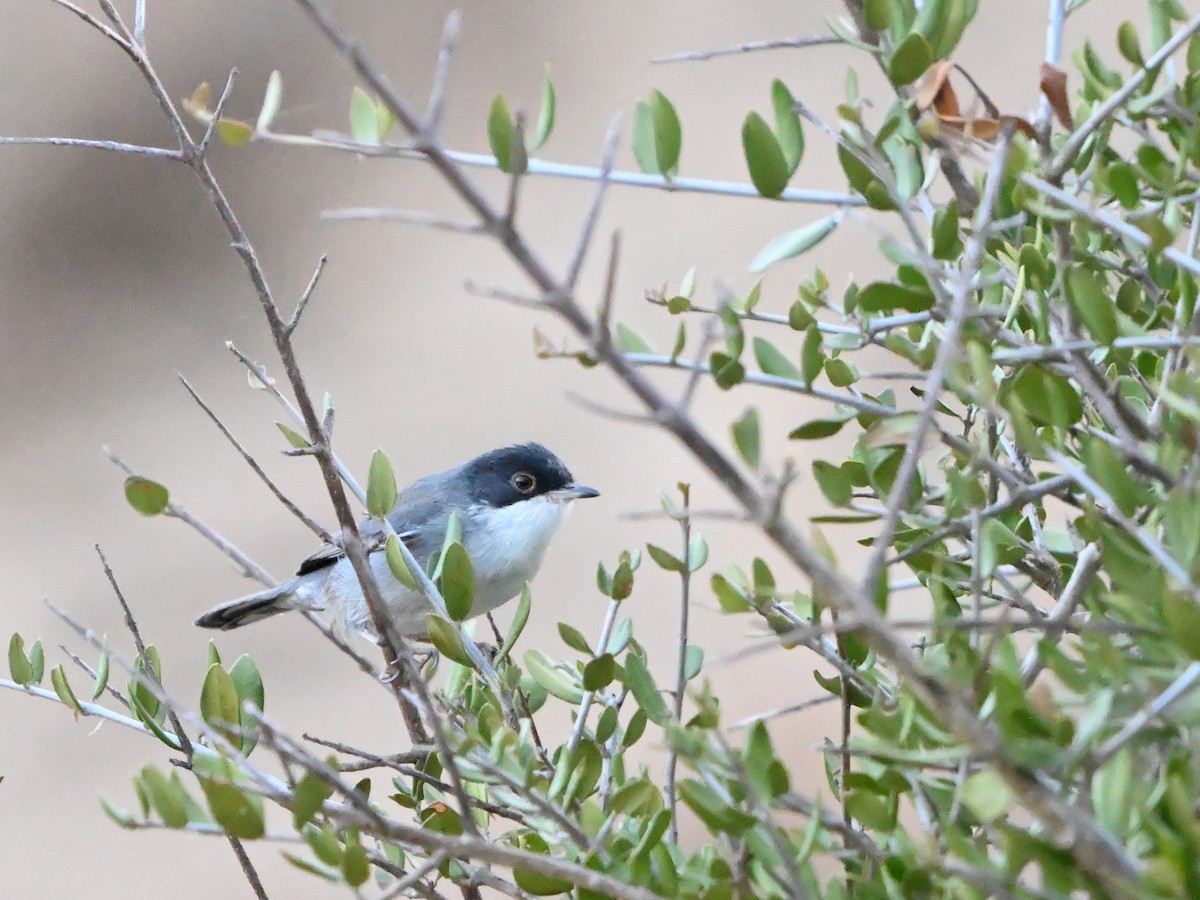 Sardinian Warbler - ML623796565