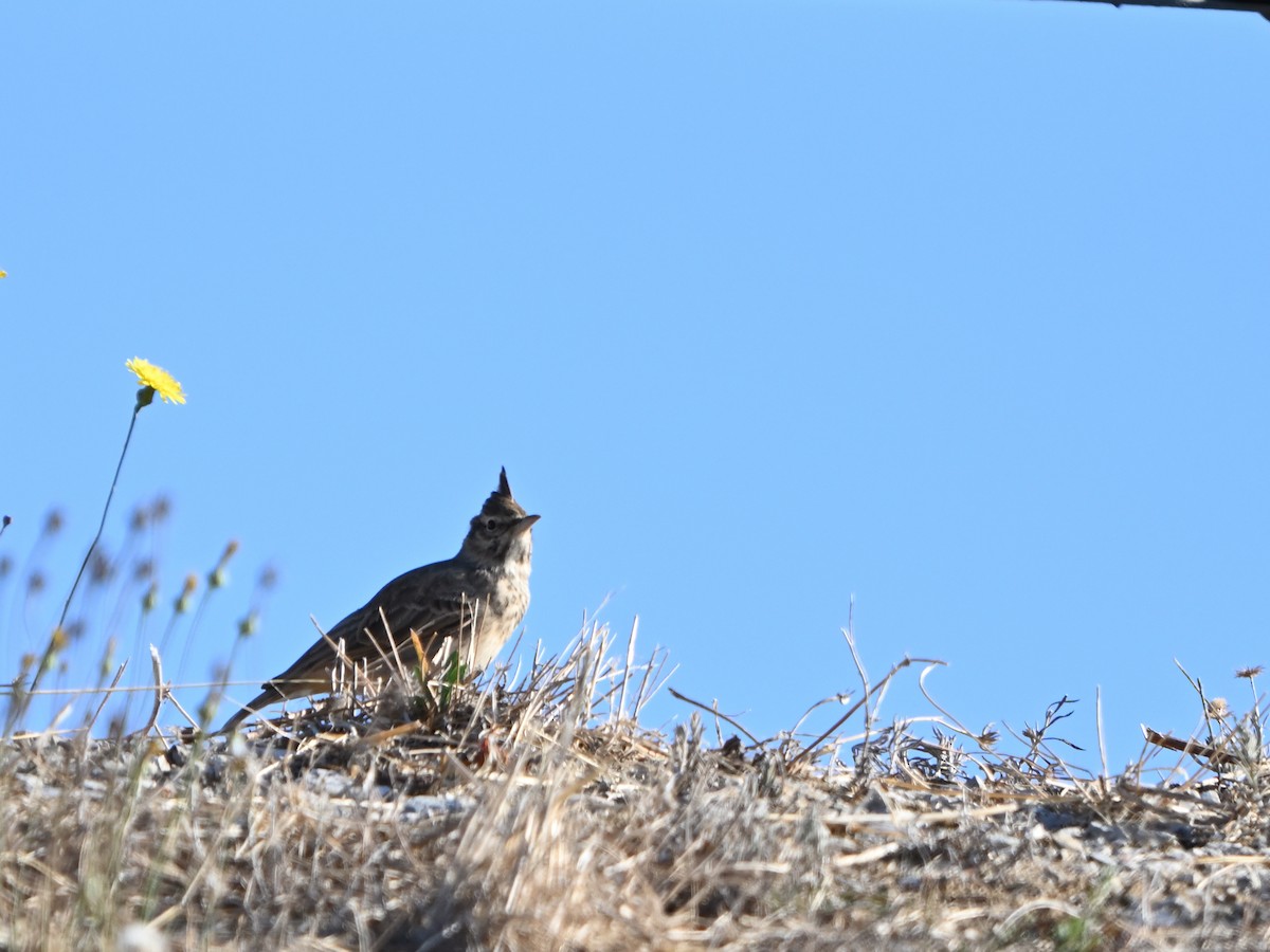 Crested Lark - ML623796582