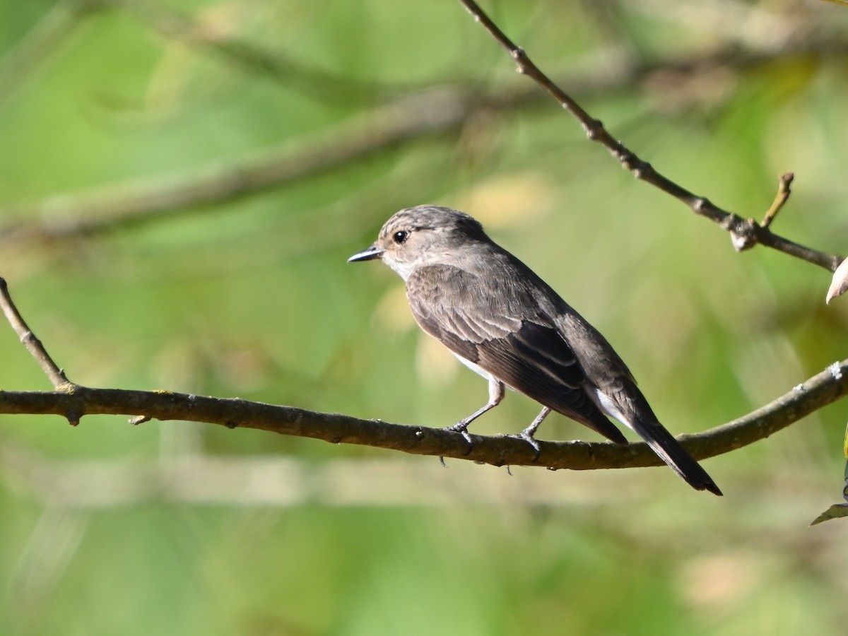 Spotted Flycatcher - ML623796587