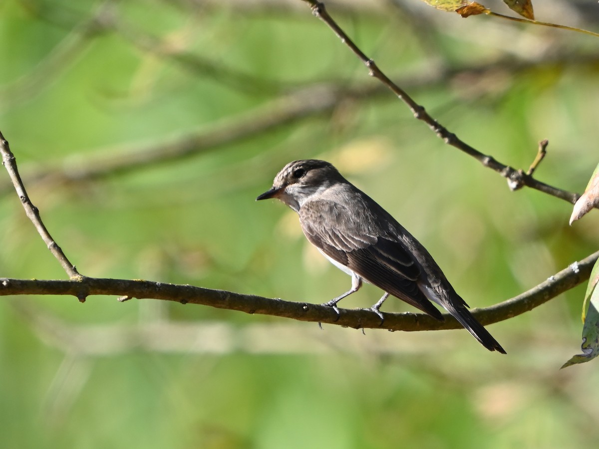 Spotted Flycatcher - ML623796588