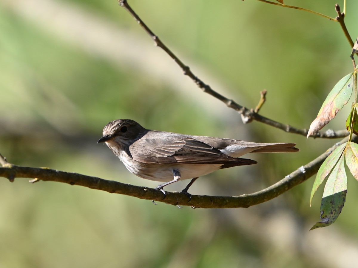 Spotted Flycatcher - ML623796589