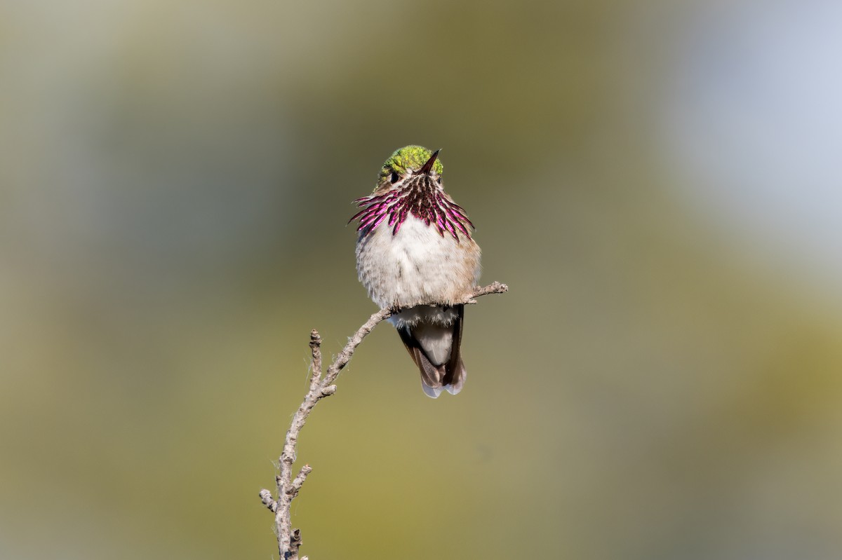 Calliope Hummingbird - ML623796596