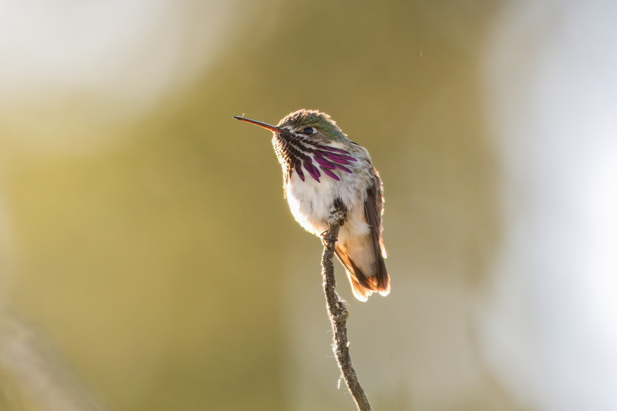 Calliope Hummingbird - ML623796597