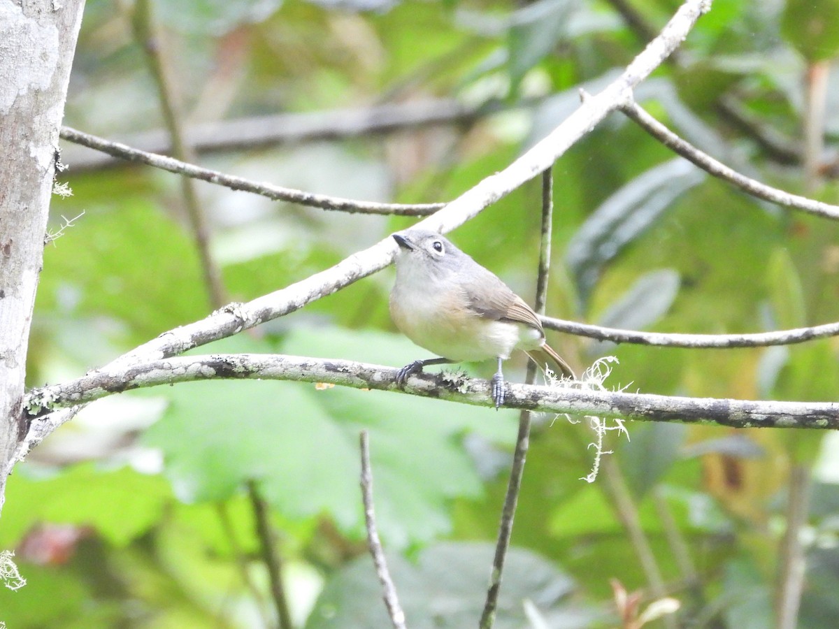 Red-tailed Vanga - ML623796600