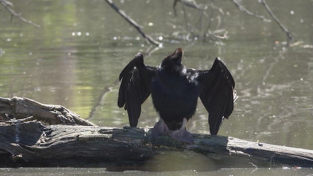 Australasian Darter - ML623796602