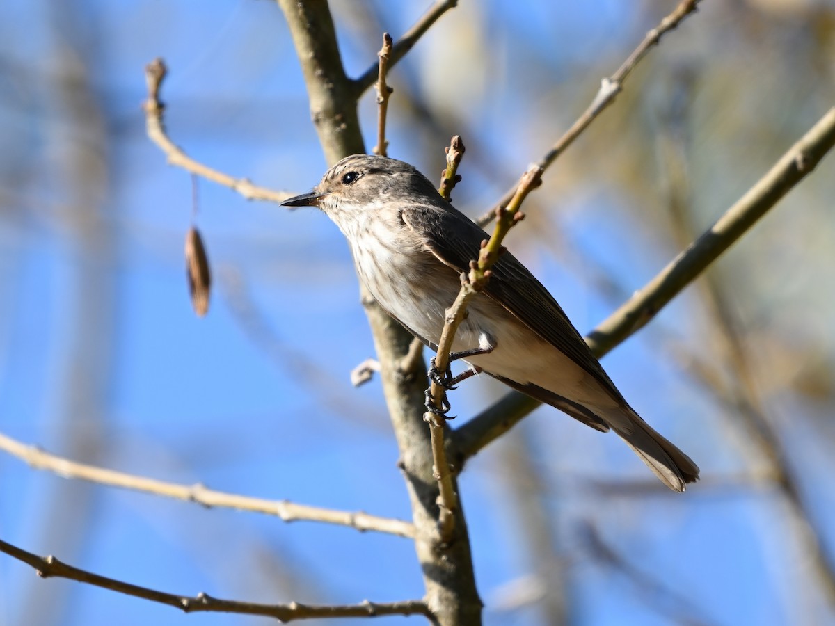 Spotted Flycatcher - ML623796606