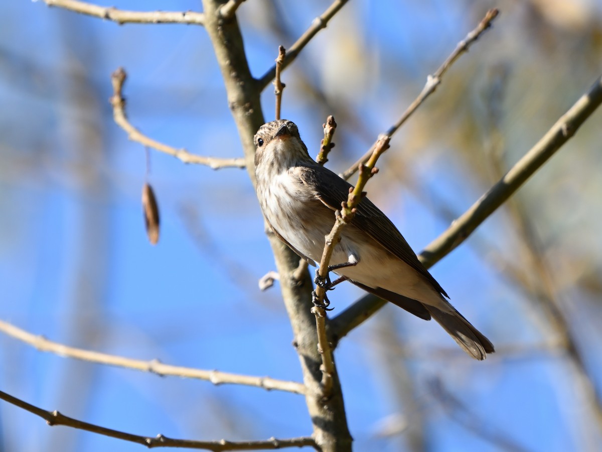 Spotted Flycatcher - ML623796607