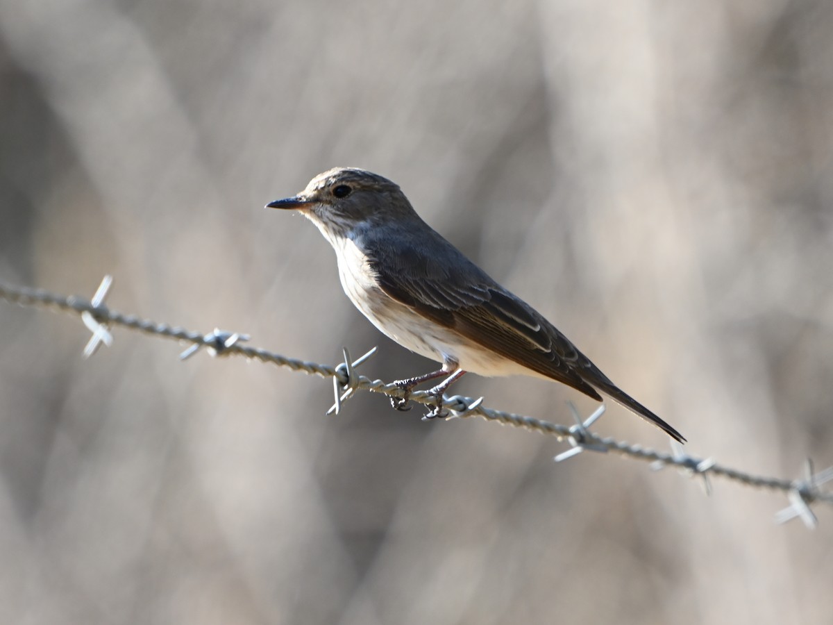 Spotted Flycatcher - ML623796608