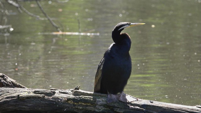 Australasian Darter - ML623796616