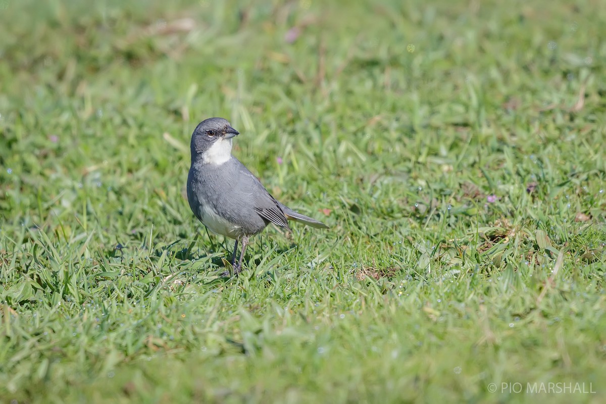 Diuca Finch - ML623796620