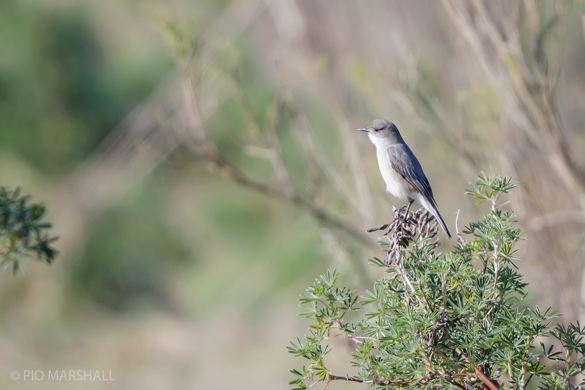 Fire-eyed Diucon - ML623796622