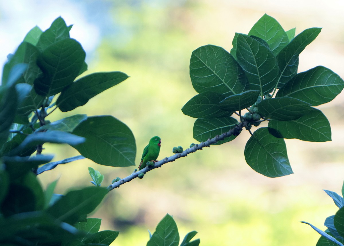 Wallace's Hanging-Parrot - ML623796659